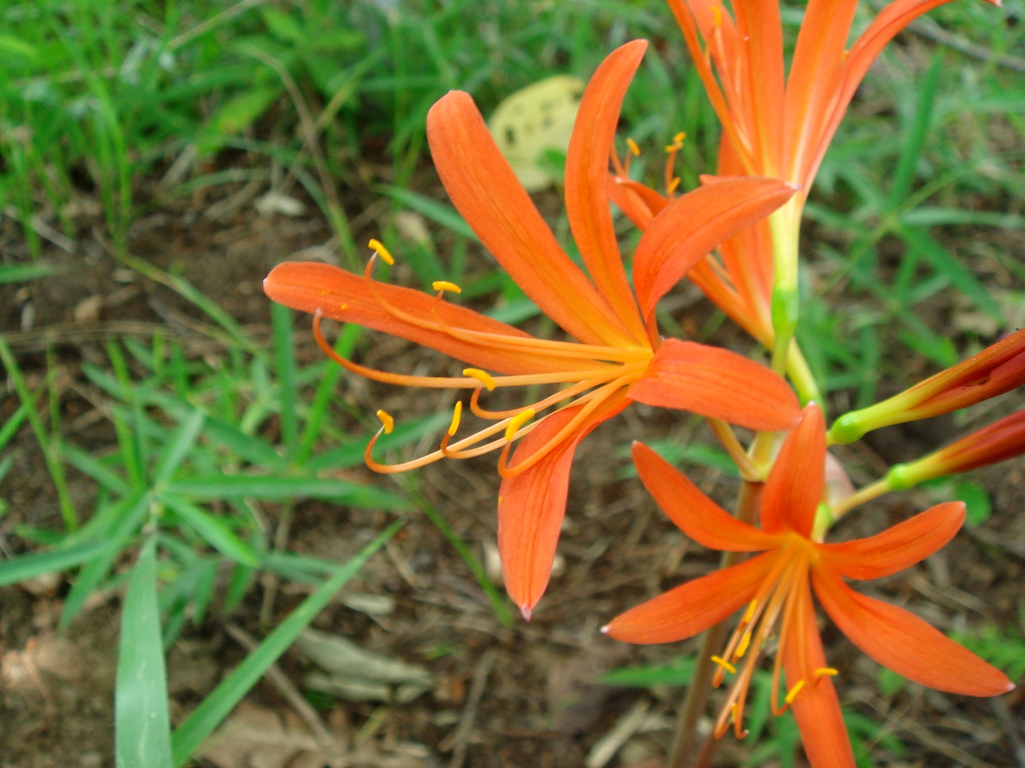 Lily 20860096_en_front_800.png